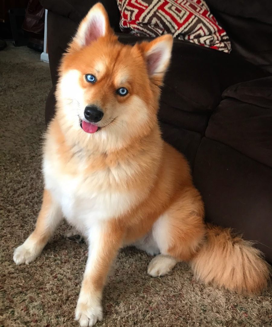 Voici Mia, le pomsky, croisement entre un spitz poméranian et un husky, qui ressemble à un renard